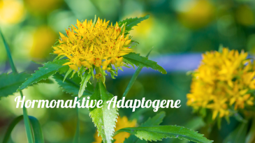 thumbnail of medium Hormonaktive Adaptogene