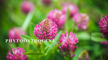 thumbnail of medium Phytoöstrogene
