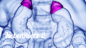 thumbnail of medium Nebenniere 2 
