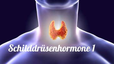 thumbnail of medium Schilddrüsenhormone 1