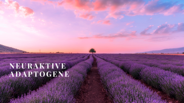 thumbnail of medium Neuraktive Adaptogene