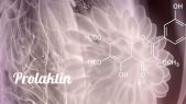 thumbnail of medium Prolaktin